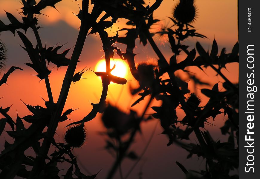 Kind on a decline through a bush of a thistle