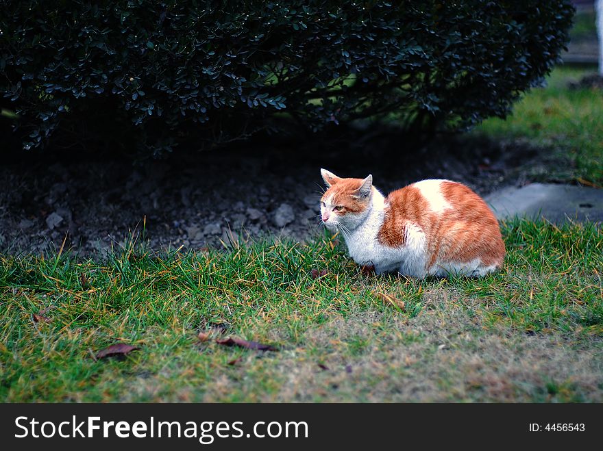 A cat in the campus