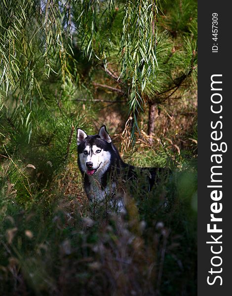 A husky dog in the park