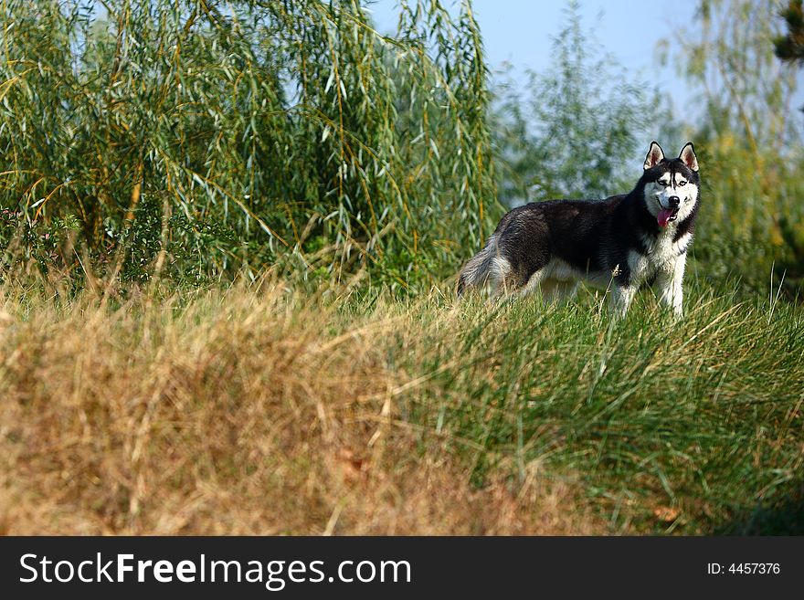 A husky dog in the park