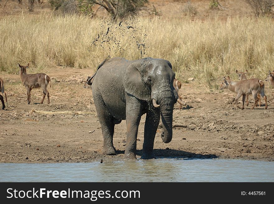 African Elephant taking a shower at a water hole after he displaced a group of Waterbucks (South Africa). African Elephant taking a shower at a water hole after he displaced a group of Waterbucks (South Africa)