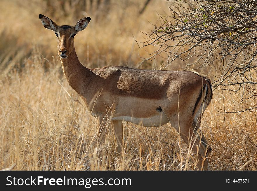 Impala (Aepyceros Melampus)