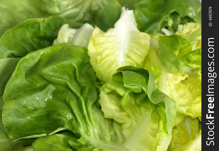 Photo of fresh green lettuce. Photo of fresh green lettuce