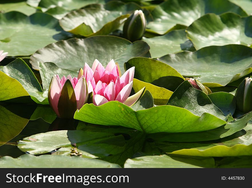 pink water lily in the pond