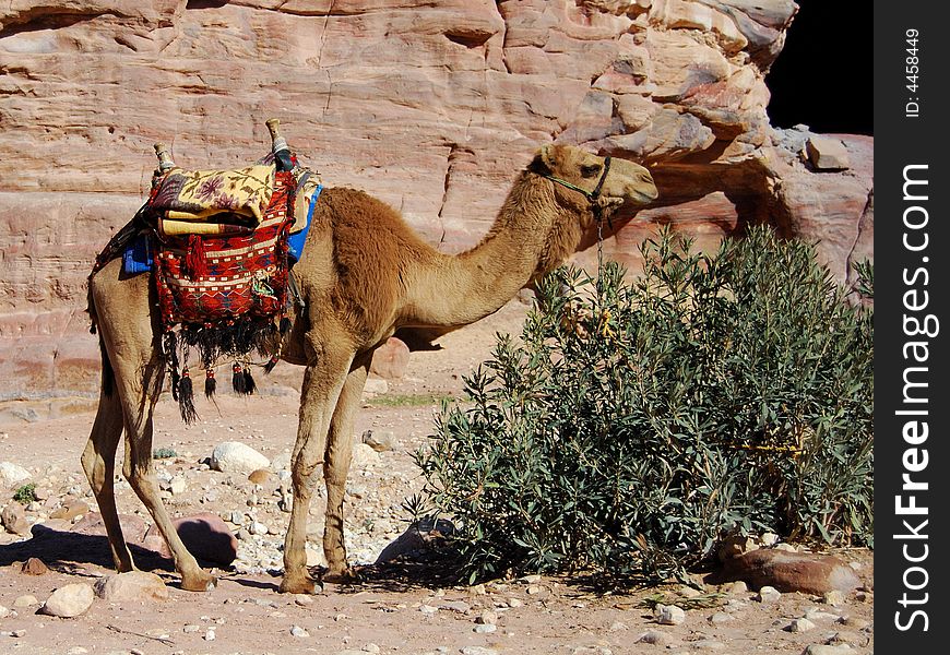 Camel in the stone desert