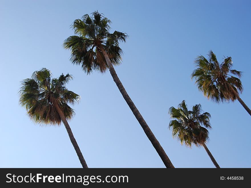 Four palms with a clear sky as background