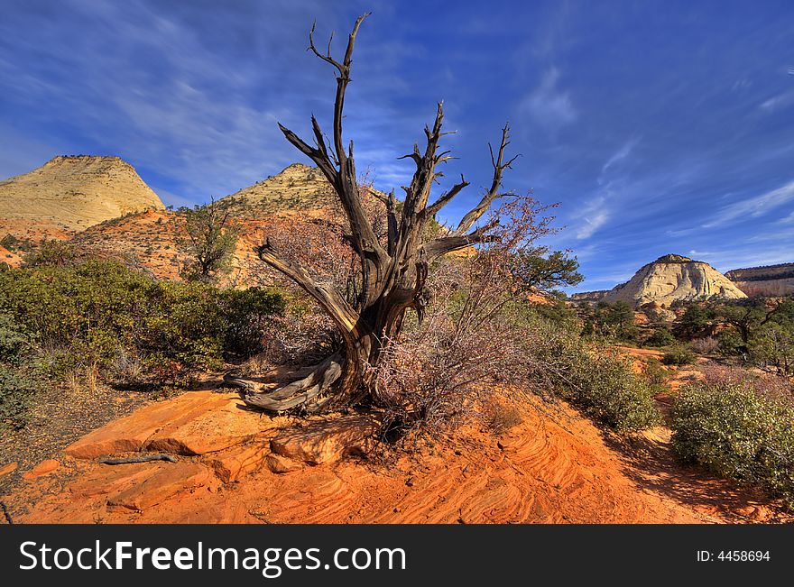Dead Juniper tree in the checkerboard mesa. Dead Juniper tree in the checkerboard mesa