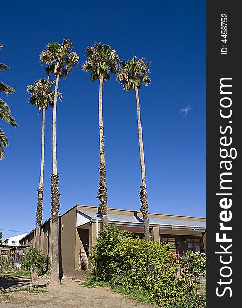 Cradock, South Africa.
Four very tall palm trees … could possibly be representative of the Cradock Four