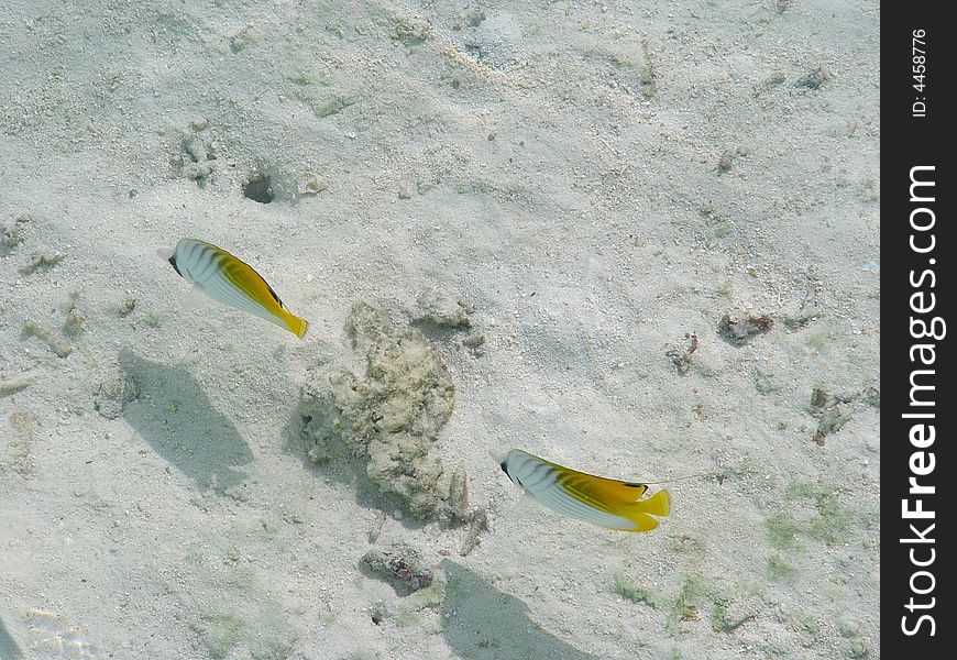 Fish in paradise island, Maldives