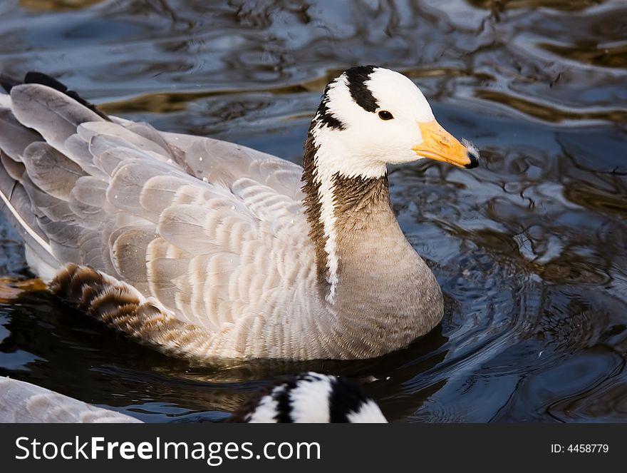Beautiful duck swimming in lake