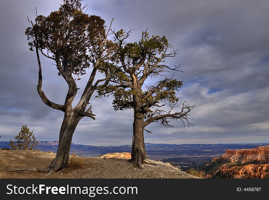 Two  Spruce trees on the rim of Bryce Canyon