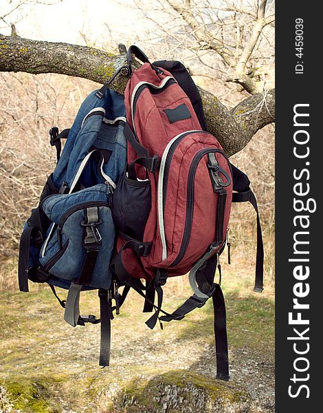 Two lonely backpacks, hanging on a tree. Two lonely backpacks, hanging on a tree