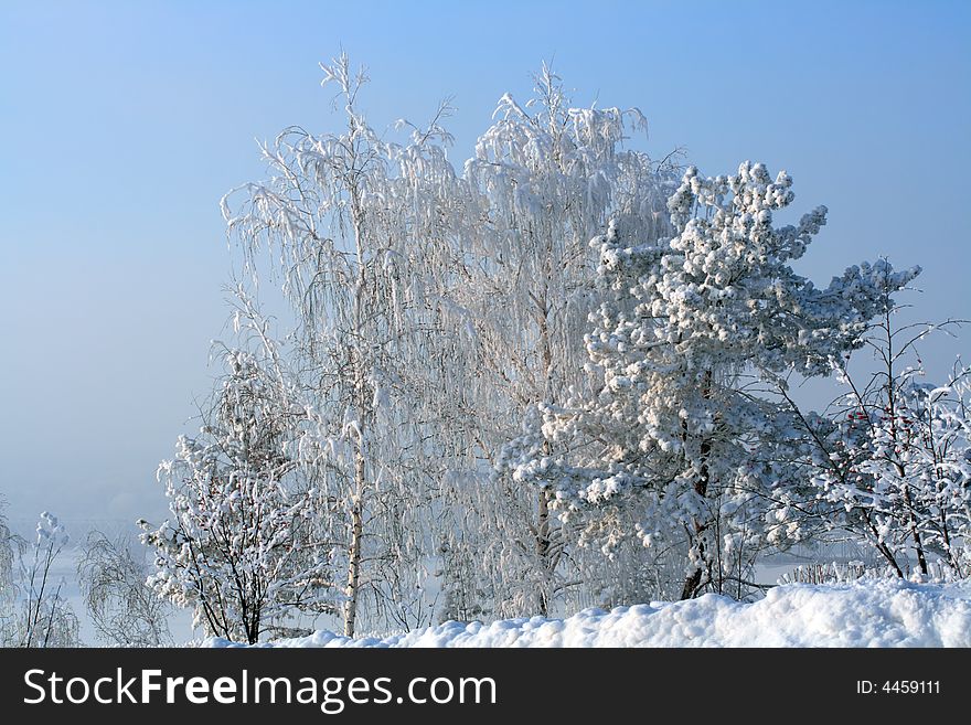 Landscape with winter snow trees on hill