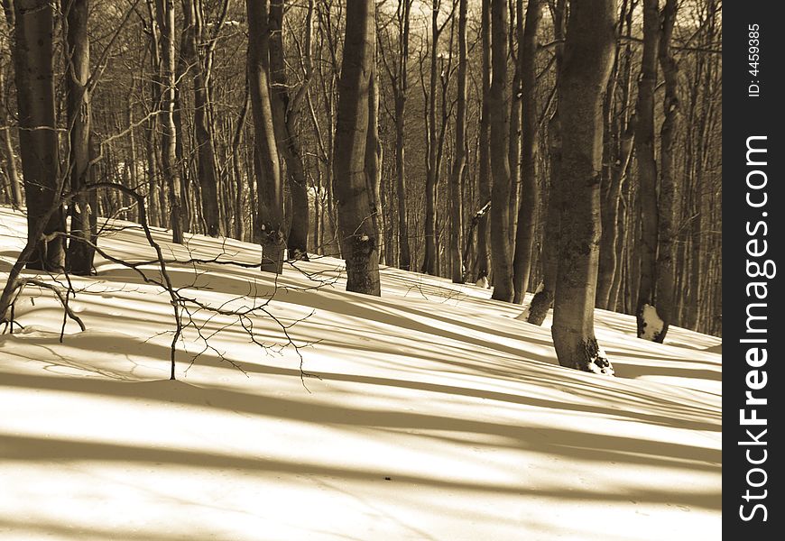 Dark forest in winter. Sunny day beauty shadows