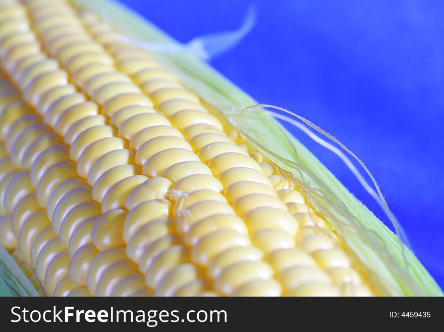 Image of an ear of corn isolated on blue blackground. Image of an ear of corn isolated on blue blackground