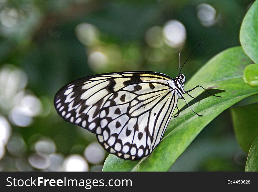 Beatiful butterfly from the side-face