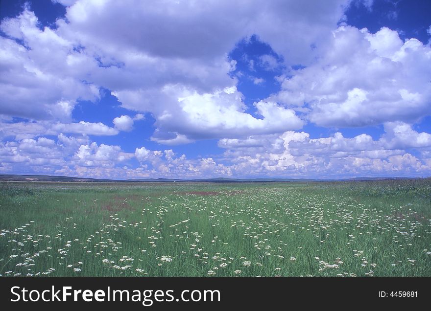 Grassland in Inner Mongolia in summer. Grassland in Inner Mongolia in summer