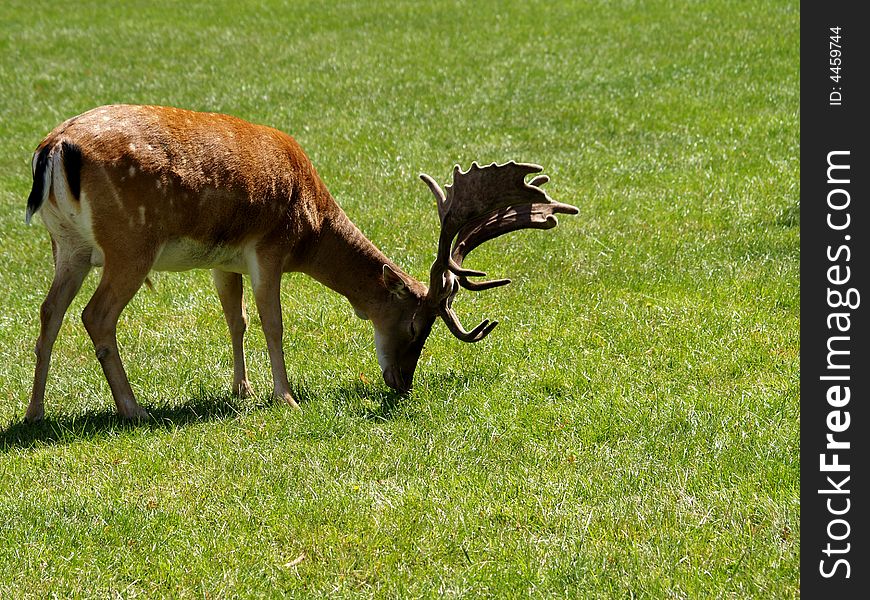 Beautiful fallow deer in park