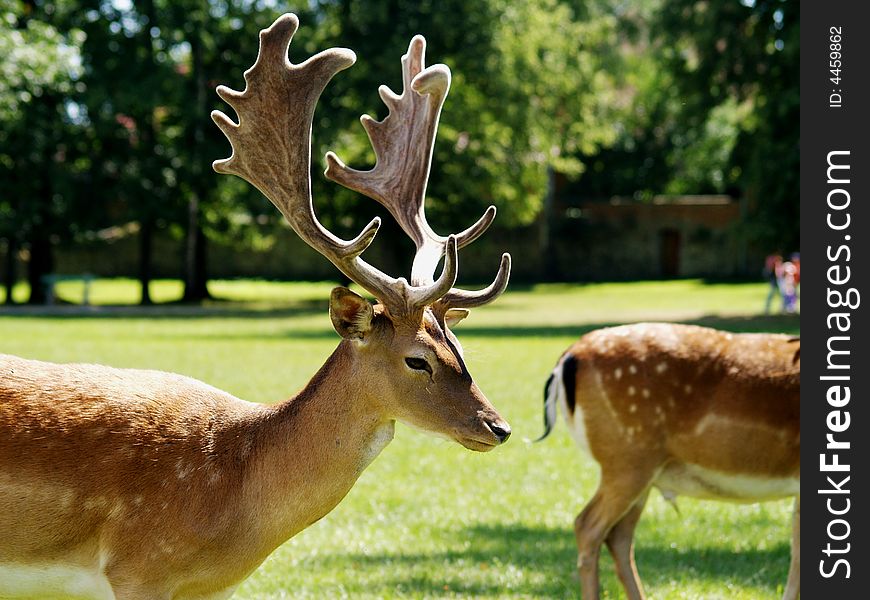 Beautiful fallow deer in park