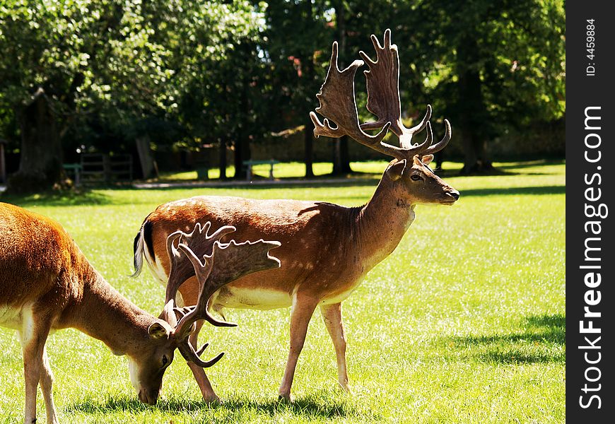 Beautiful fallow deer in park