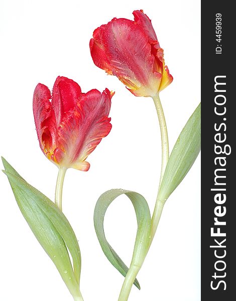 Dancing tulips