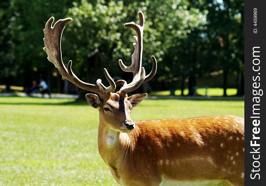 Beautiful fallow deer in park