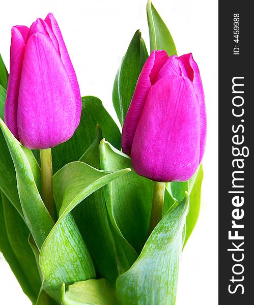 Violet tulips on white background