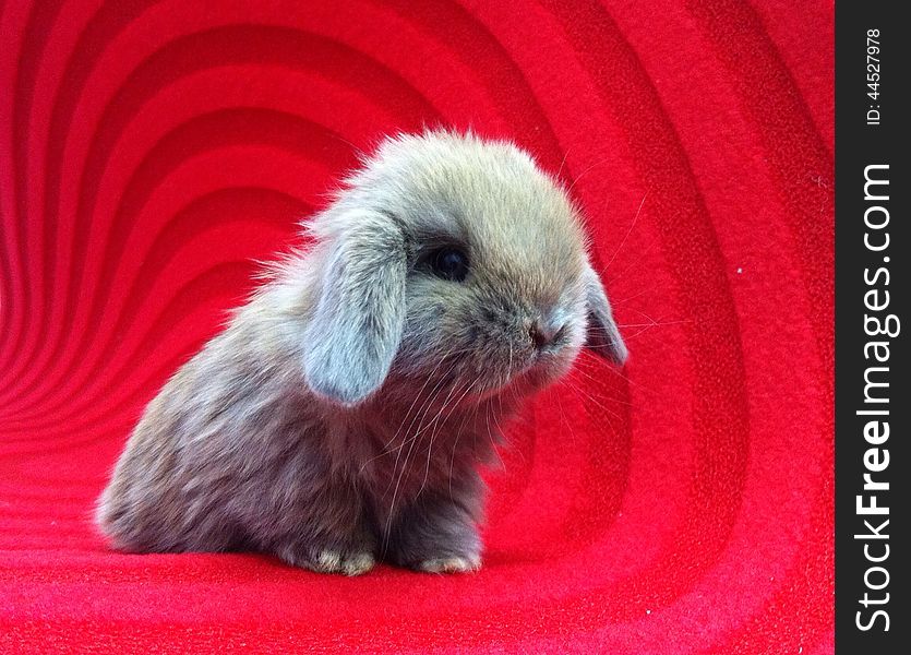 Holland lop rabbit on red carpet