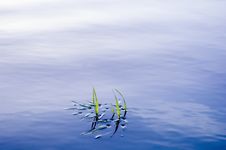 Grass In Water Surface Royalty Free Stock Image