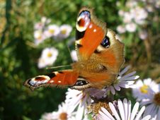 European Peacock Butterfly Stock Photo