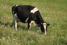Cow On A Meadow Stock Image Cow On A Meadow Stock Image