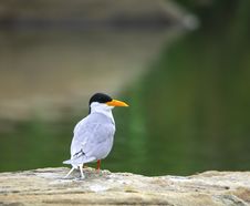 River Tern Stock Image River Tern Stock Image