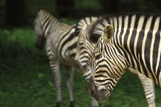 Zebra Herd Stock Images