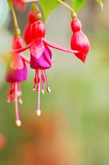 Hanging Bell Begonia Royalty Free Stock Photos Hanging Bell Begonia Royalty Free Stock Photos