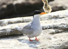 River Tern And Baby Royalty Free Stock Photography River Tern And Baby Royalty Free Stock Photography