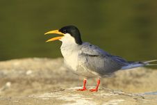 River Tern Royalty Free Stock Image River Tern Royalty Free Stock Image