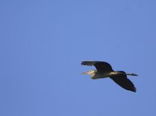 Heron Flying Royalty Free Stock Photography