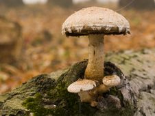 Mushrooms Royalty Free Stock Image Mushrooms Royalty Free Stock Image