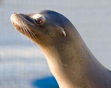Sea-lion 5 Royalty Free Stock Photography