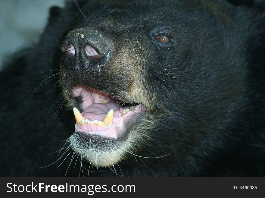 Macro of a black bear snout