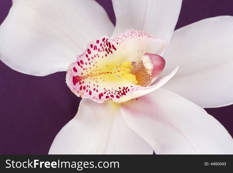 Close up of beautiful white orchid on purple satin as background. Close up of beautiful white orchid on purple satin as background
