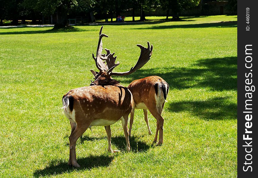 Beautiful fallow deer in park