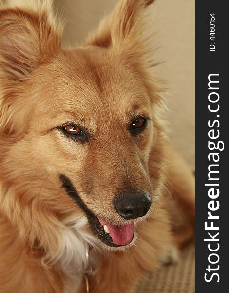 A golden colored dog with a peaceful expression. A golden colored dog with a peaceful expression