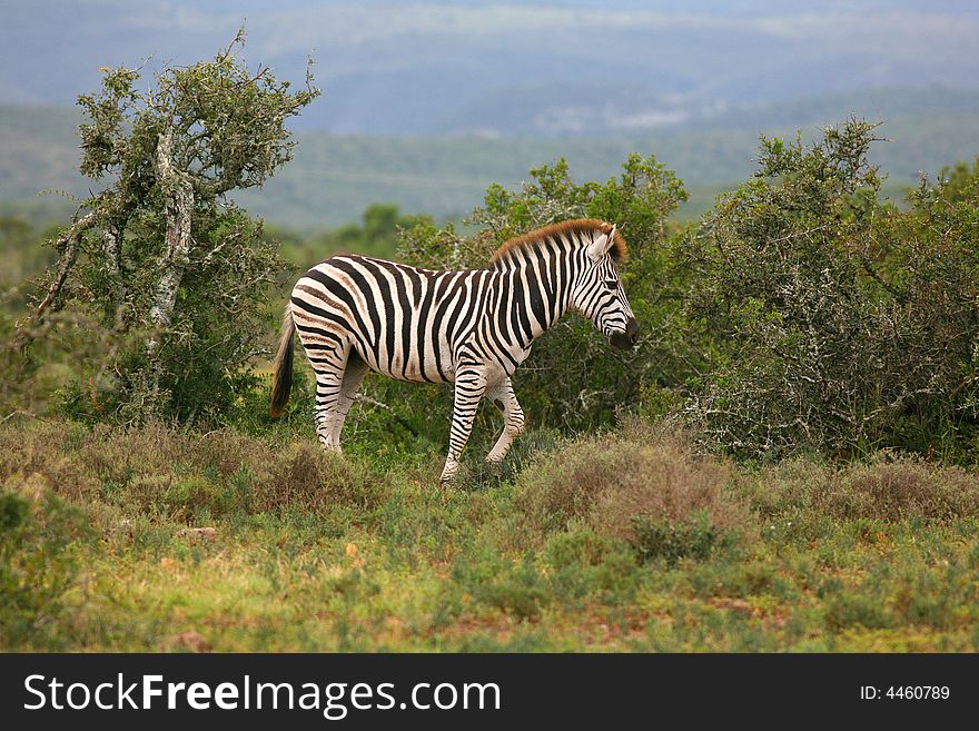 Zebra in colorful vegetation surroundings