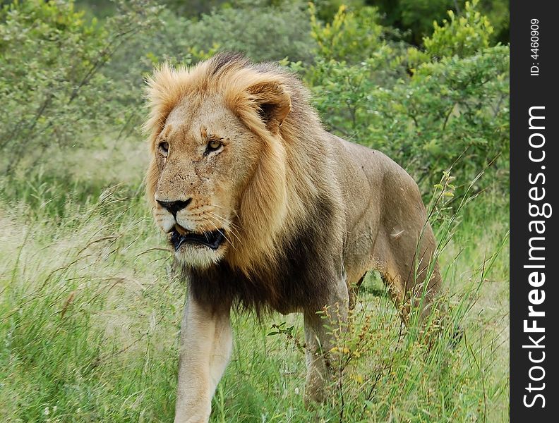 A young male lion in the Kruger Park, South Africa. A young male lion in the Kruger Park, South Africa.