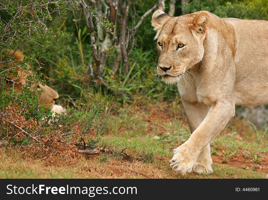 Approaching lioness in wild park
