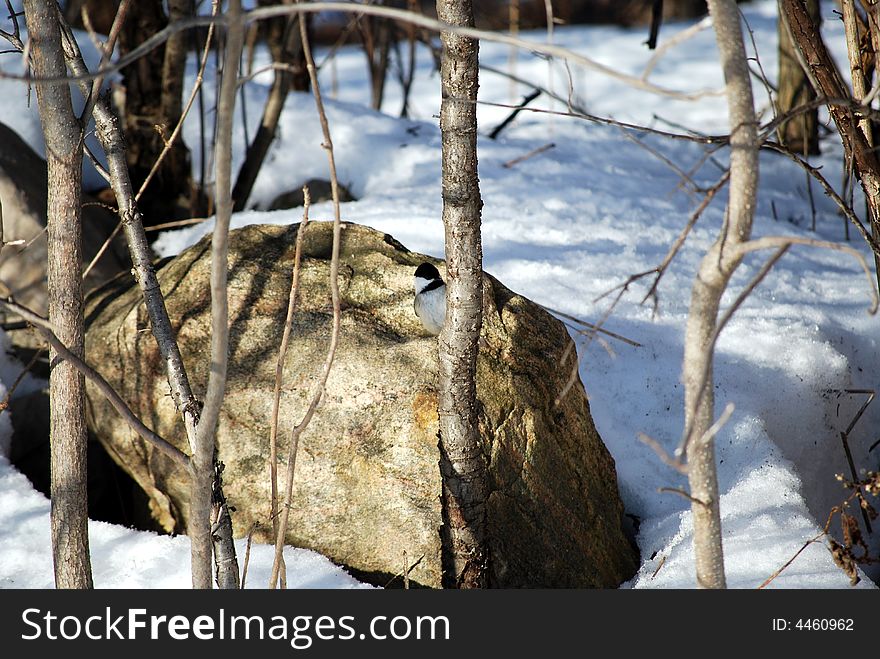 Chickadee on a tree in winter. Chickadee on a tree in winter