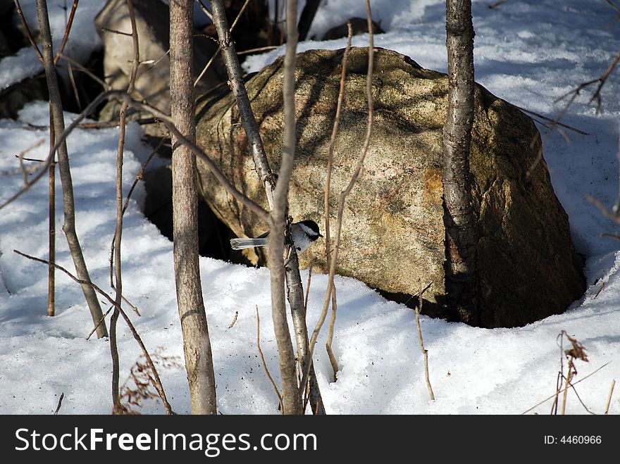 Chickadee on a tree in winter. Chickadee on a tree in winter