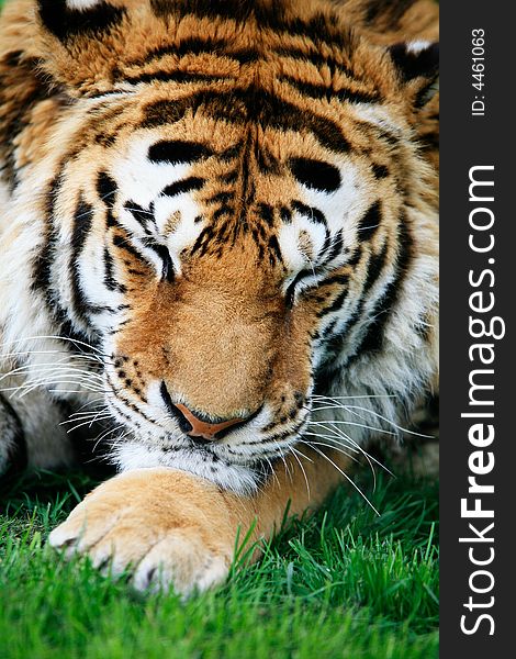 Close cropped head photograph of large Siberian Tiger resting it's head on its paw as it sleeps. Close cropped head photograph of large Siberian Tiger resting it's head on its paw as it sleeps