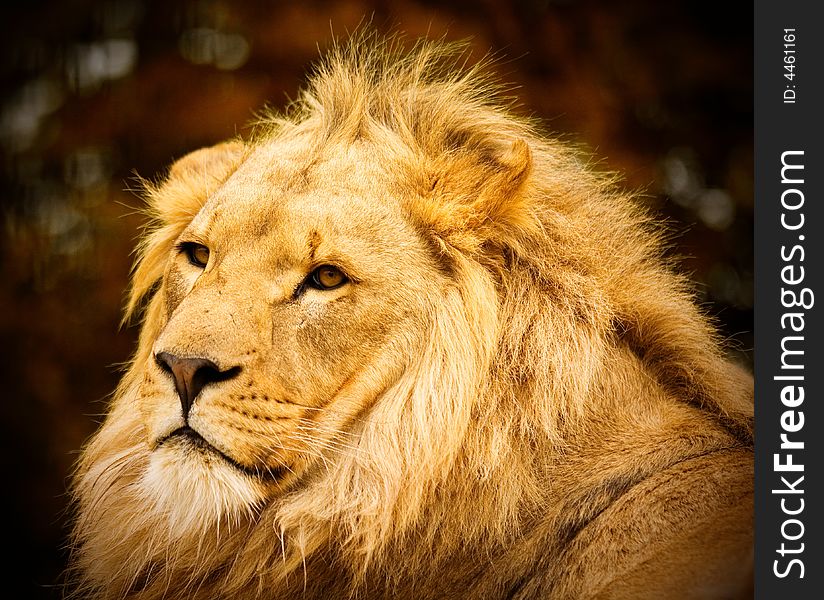 A male African Lion lying down. The Photo is taken from behind the subject as it stares back over it's left shoulder